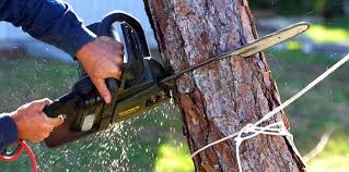Best Storm Damage Tree Cleanup  in Oxnard, CA