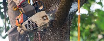 Best Fruit Tree Pruning  in Oxnard, CA