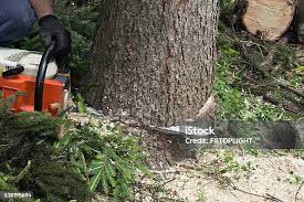 Best Tree Trimming and Pruning  in Oxnard, CA
