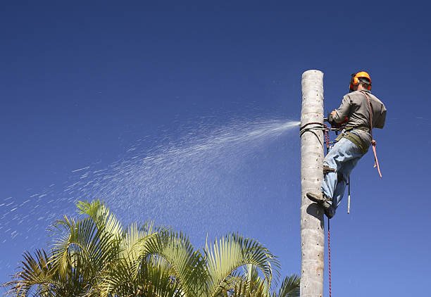 Best Tree and Shrub Care  in Oxnard, CA