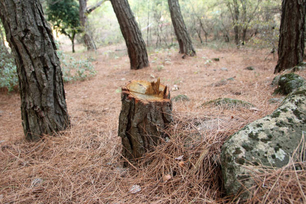 How Our Tree Care Process Works  in  Oxnard, CA