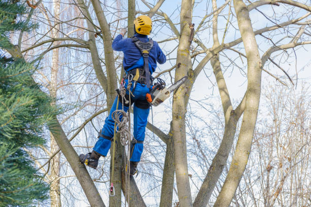 Best Utility Line Clearance  in Oxnard, CA