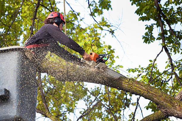 Best Tree Removal  in Oxnard, CA