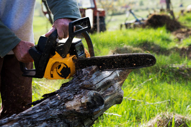 Trusted Oxnard, CA Tree Care Experts