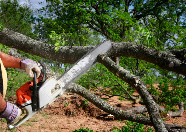Best Leaf Removal  in Oxnard, CA