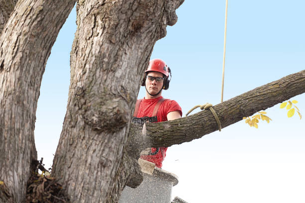 Best Root Management and Removal  in Oxnard, CA